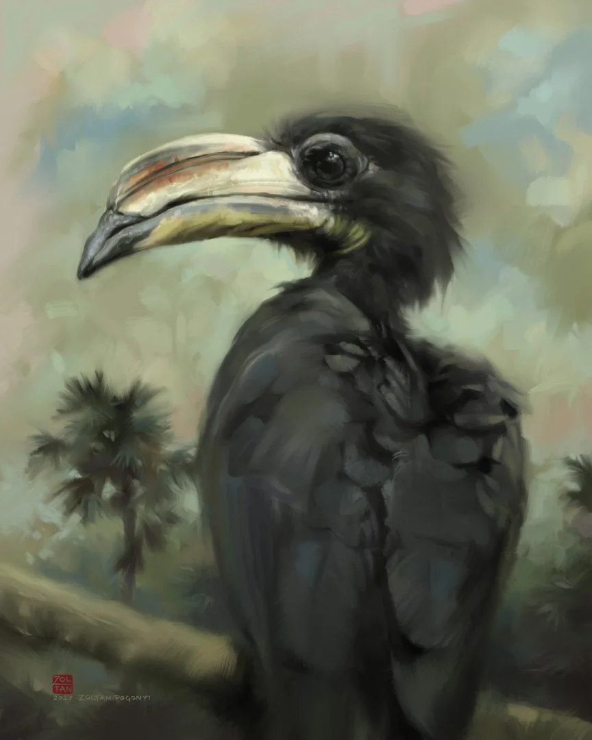 West_African_Pied_Hornbill_1K.jpg