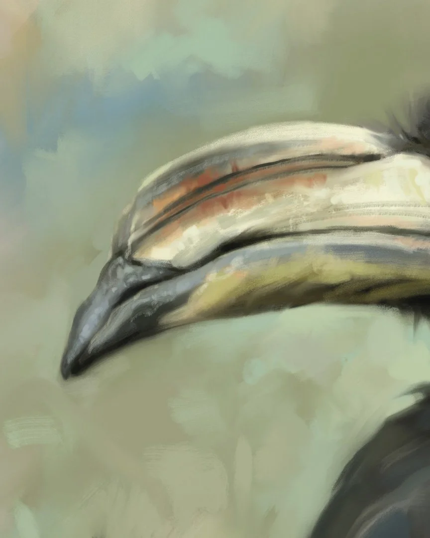 West_African_Pied_Hornbill_1K_detail_01.jpg