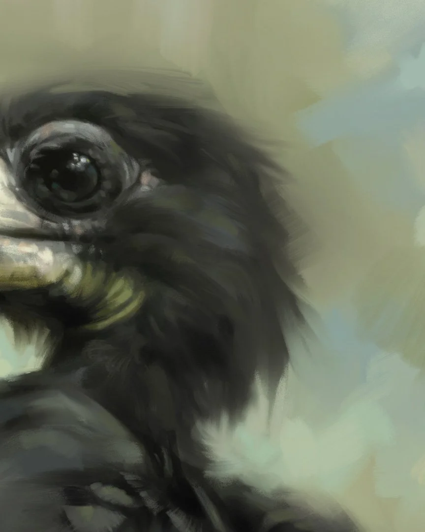 West_African_Pied_Hornbill_1K_detail_02.jpg