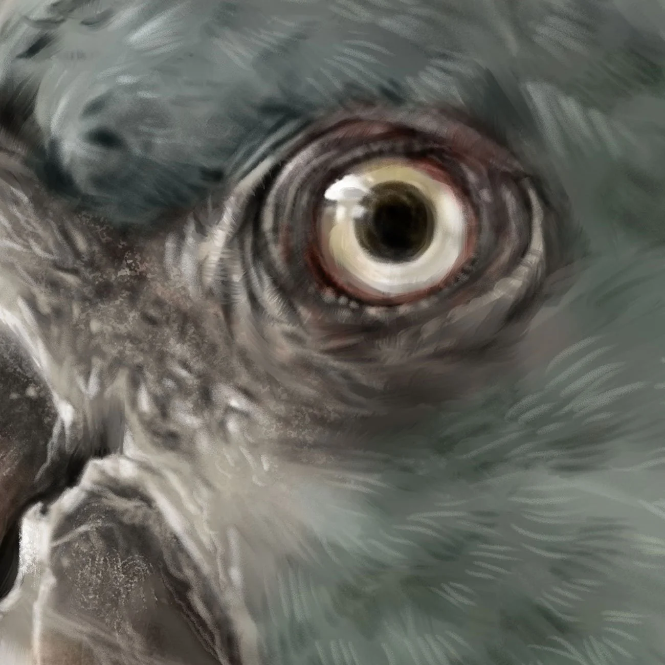 Blue-headed-macaw_detail_01.jpg