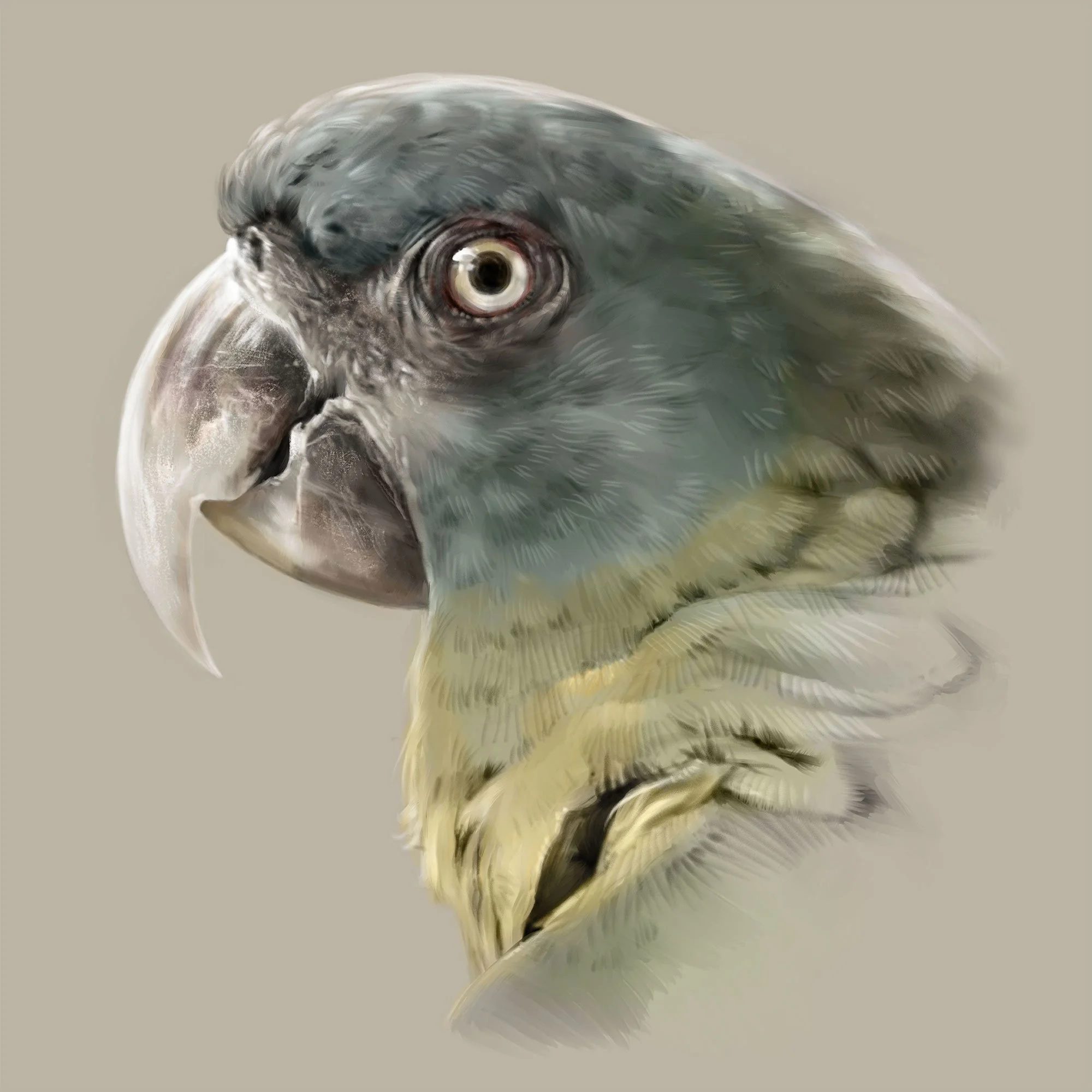 Blue-headed-macaw_2K.jpg