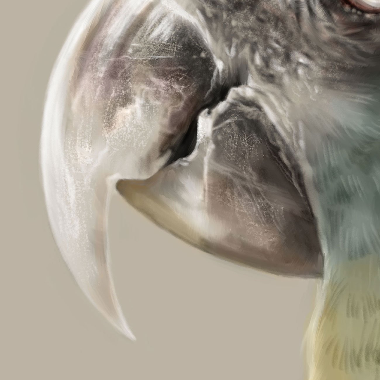 Blue-headed-macaw_detail_02.jpg