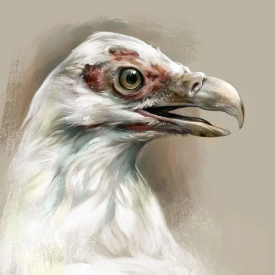 Palm-nut_vulture_1K.jpg