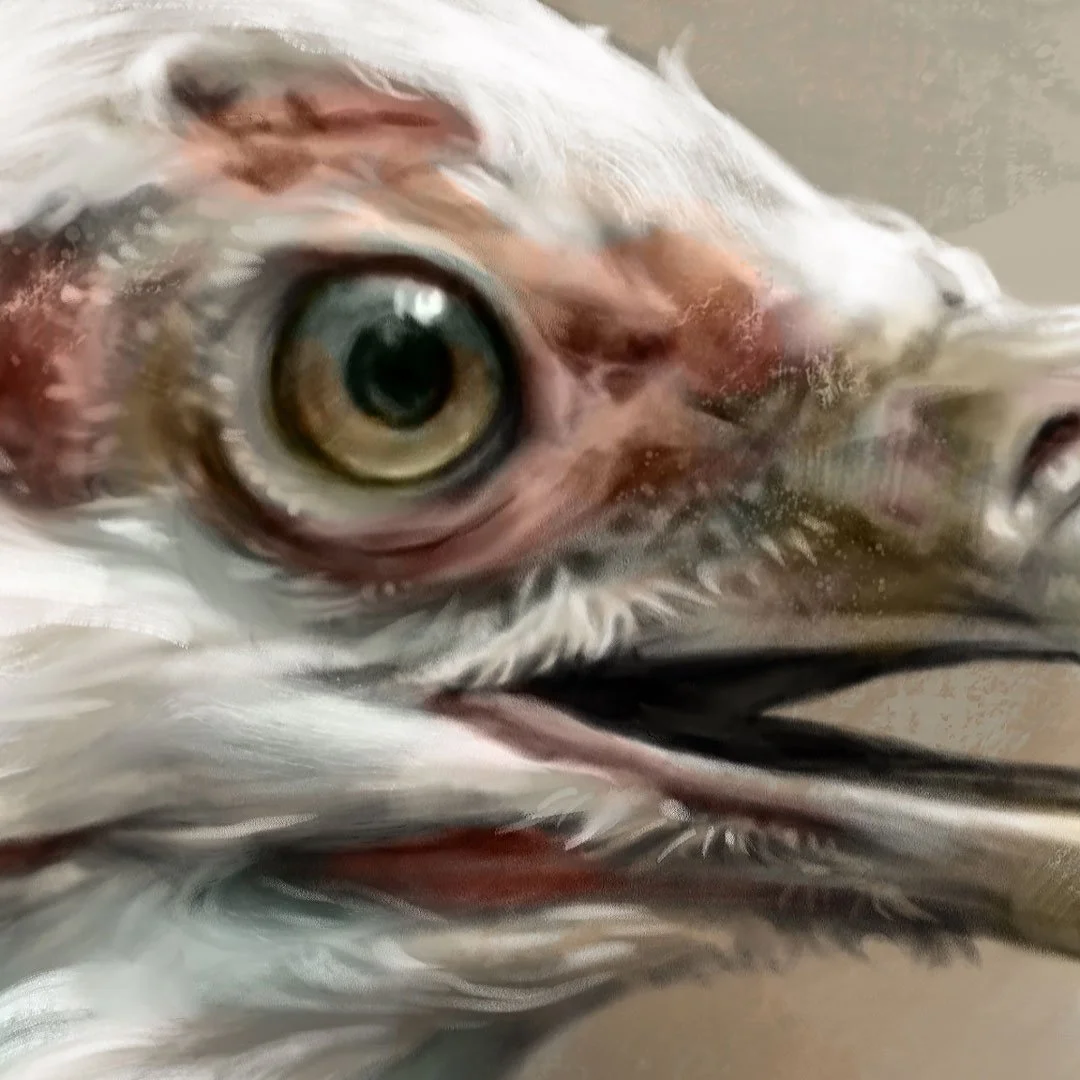 Palm-nut_vulture_1K_detail_01.jpg