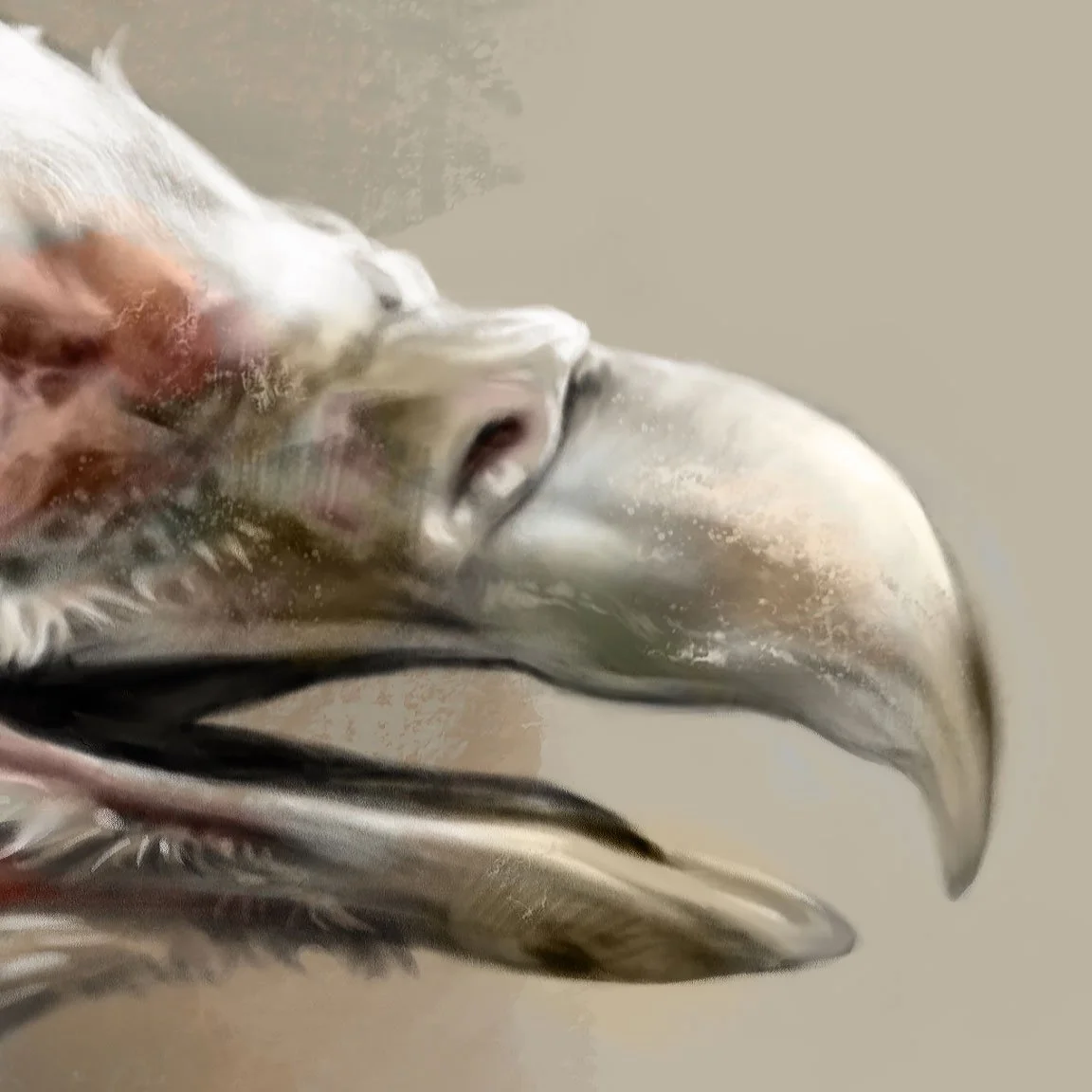 Palm-nut_vulture_1K_detail_02.jpg