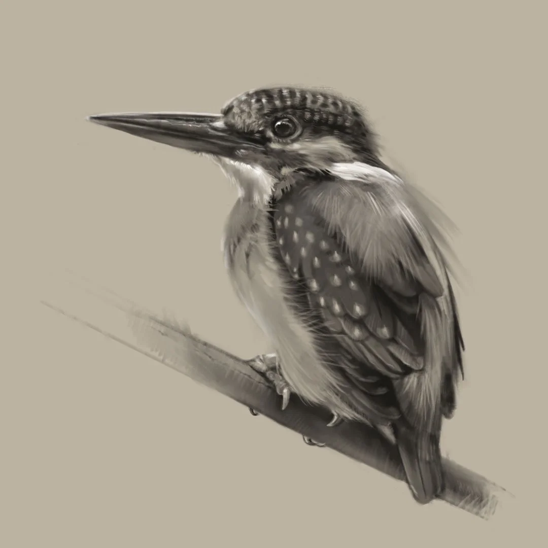 Common_kingfisher_1K_BW.jpg