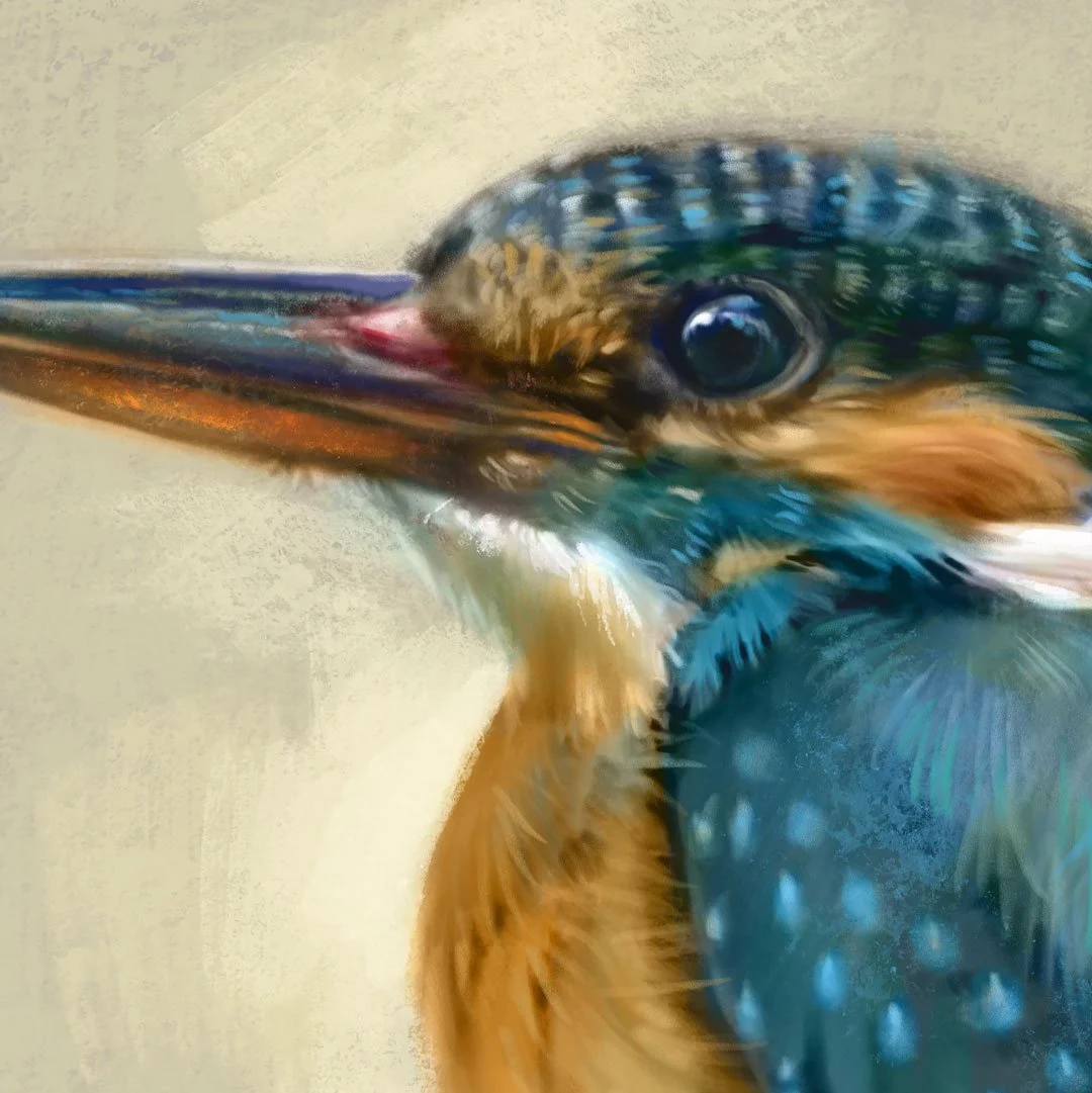 Common_kingfisher_detail_1.jpg