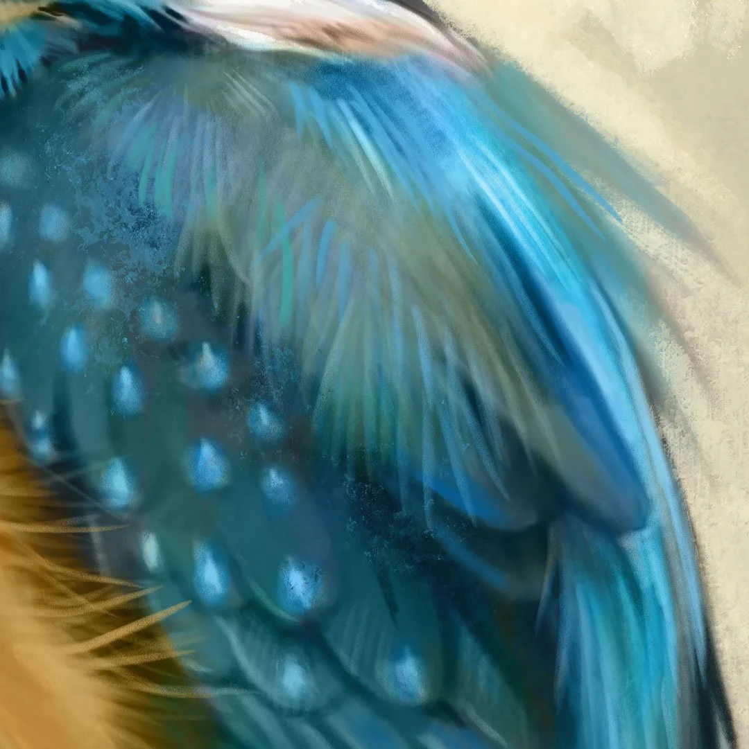 Common_kingfisher_detail_2.jpg