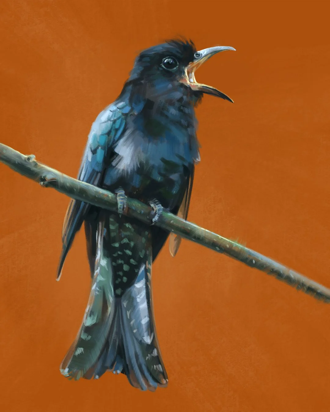 Drongo_cuckoo.jpg