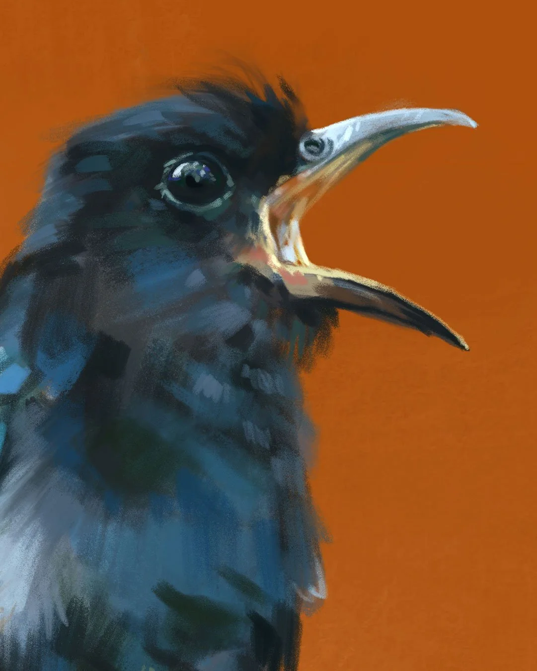 Drongo_cuckoo_detail_01.jpg