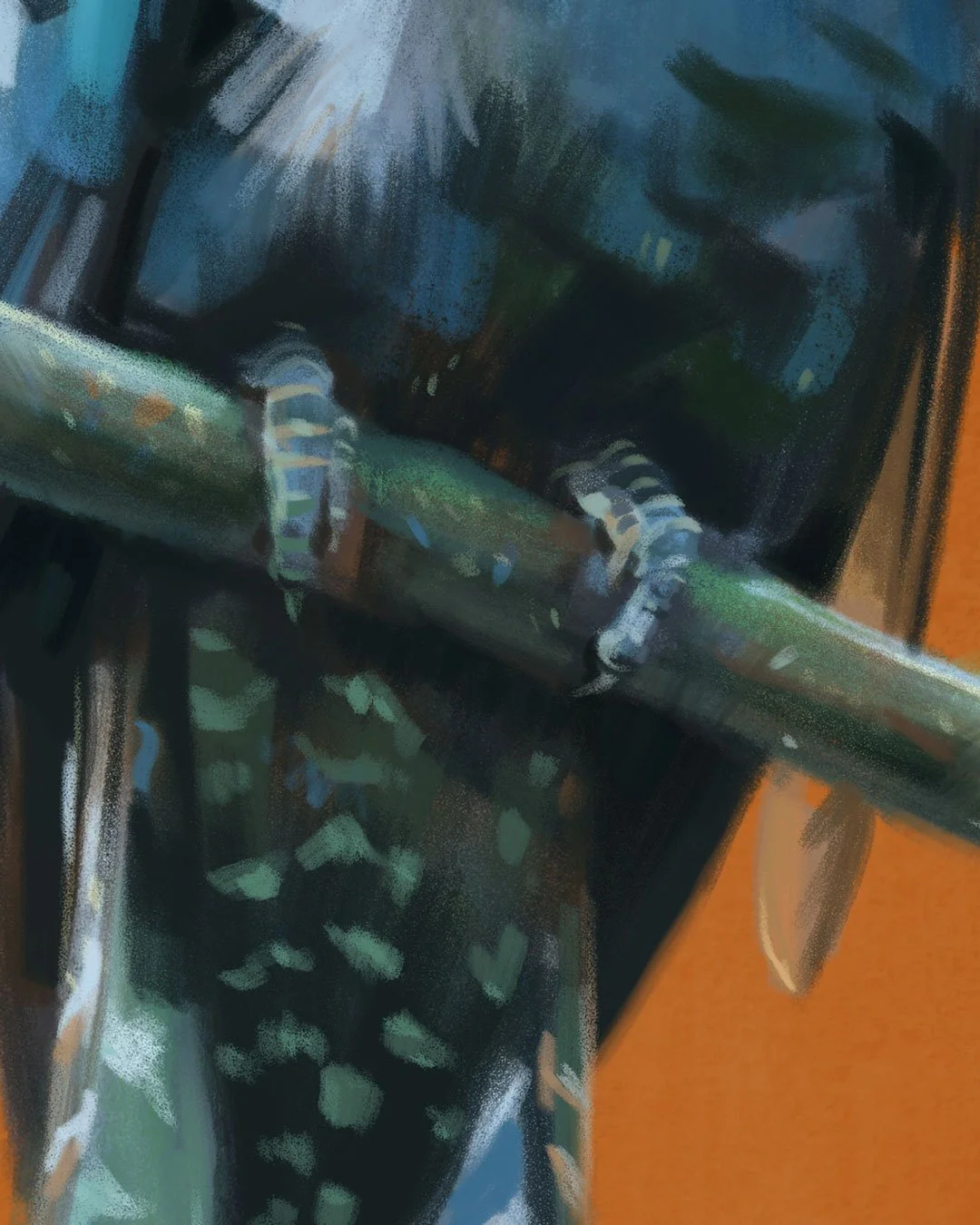 Drongo_cuckoo_detail_02.jpg