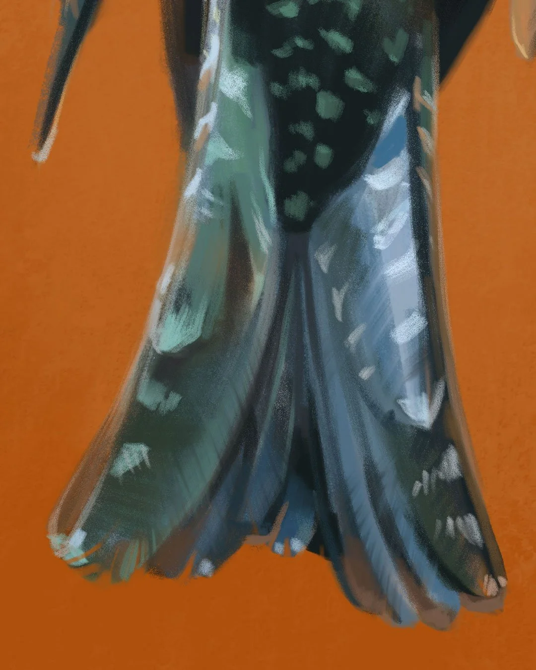 Drongo_cuckoo_detail_03.jpg