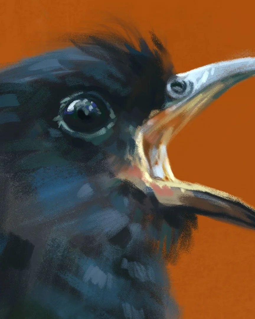 Drongo_cuckoo_detail_04.jpg