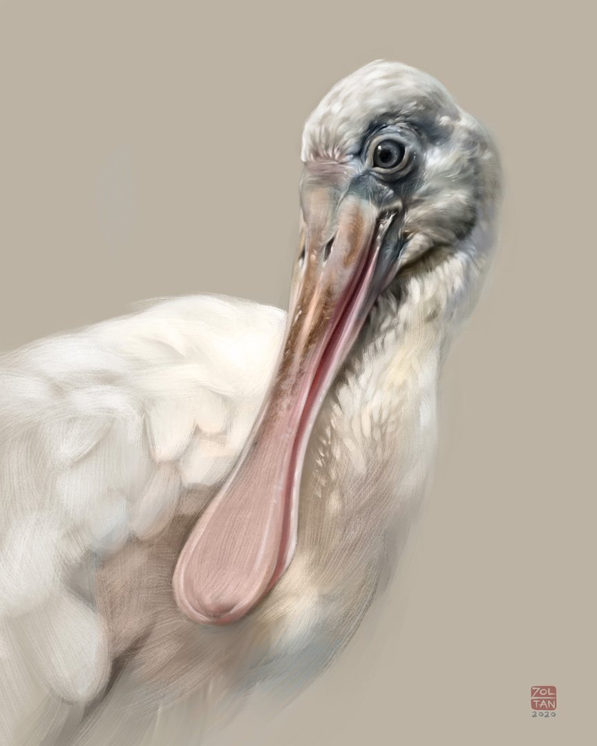Spoonbill_1K.jpg
