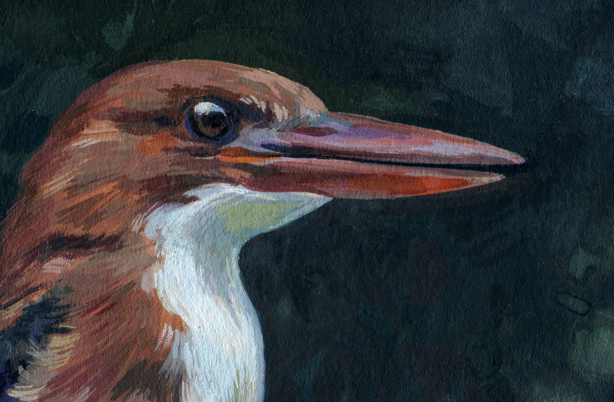 White_throated_kingfisher_detail_01.jpg