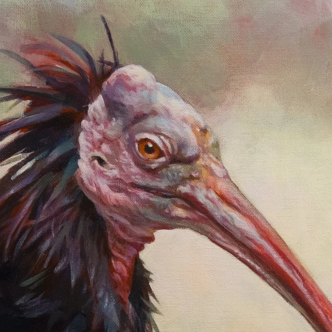 Northern-bald-ibis-03-detail_01.jpg