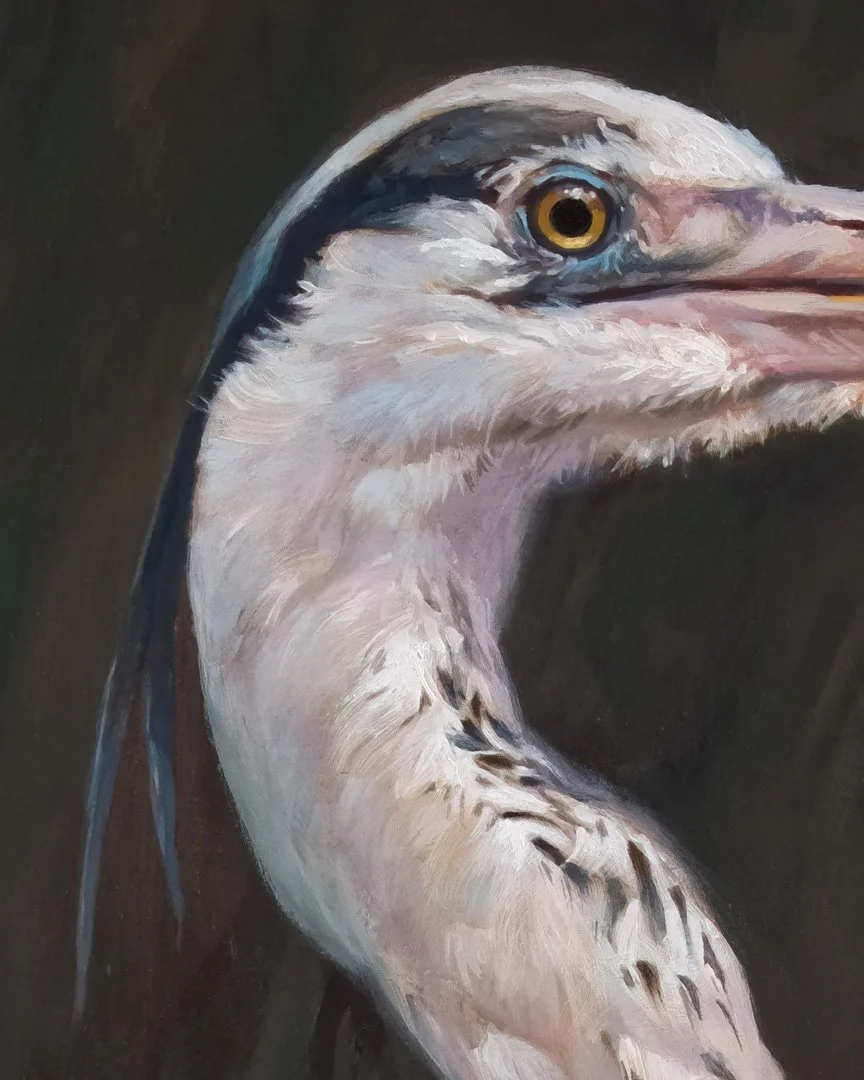 Grey_heron_04_1K_detail_01.jpg