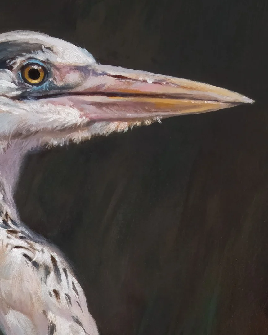 Grey_heron_04_1K_detail_02.jpg