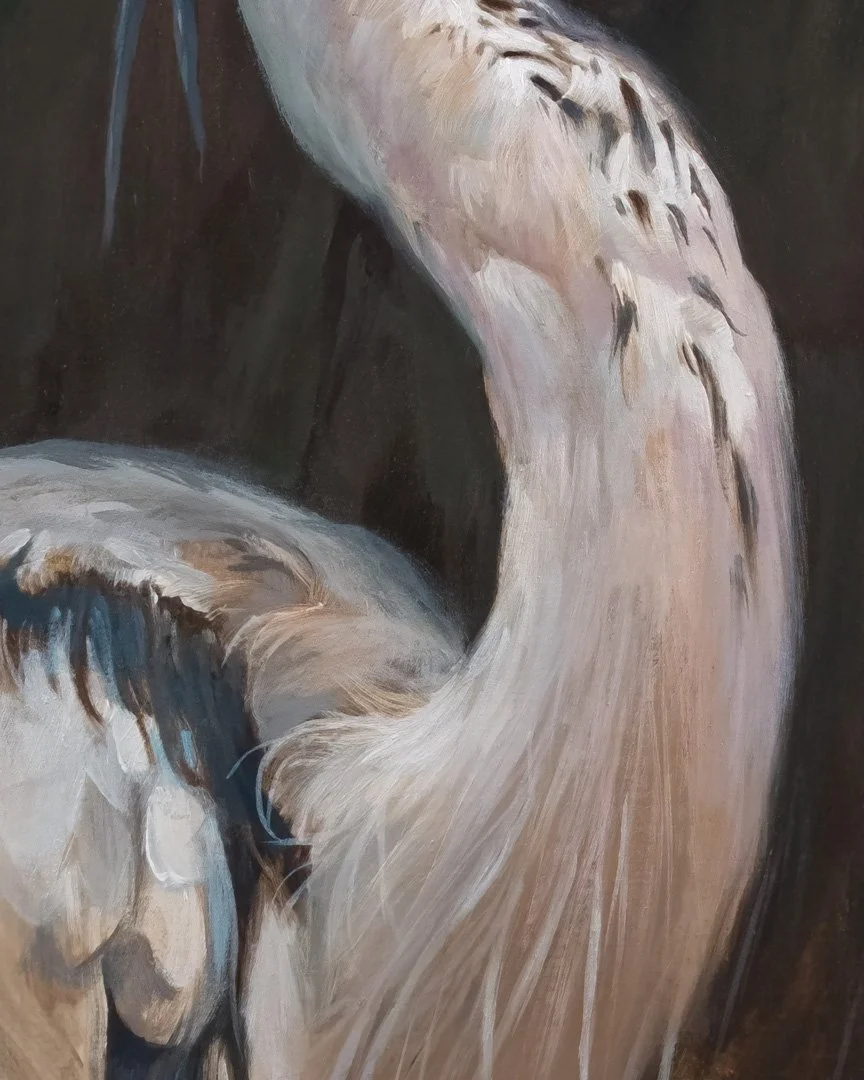 Grey_heron_04_1K_detail_03.jpg