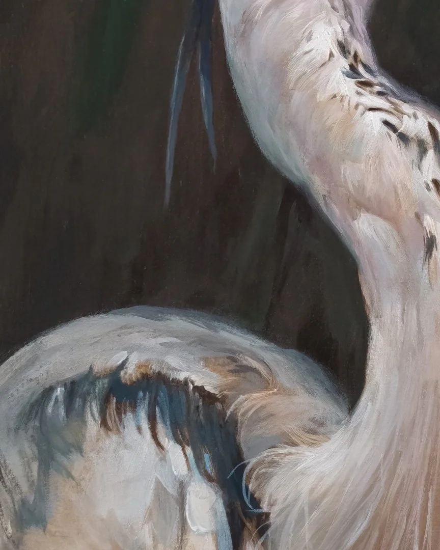 Grey_heron_04_1K_detail_05.jpg
