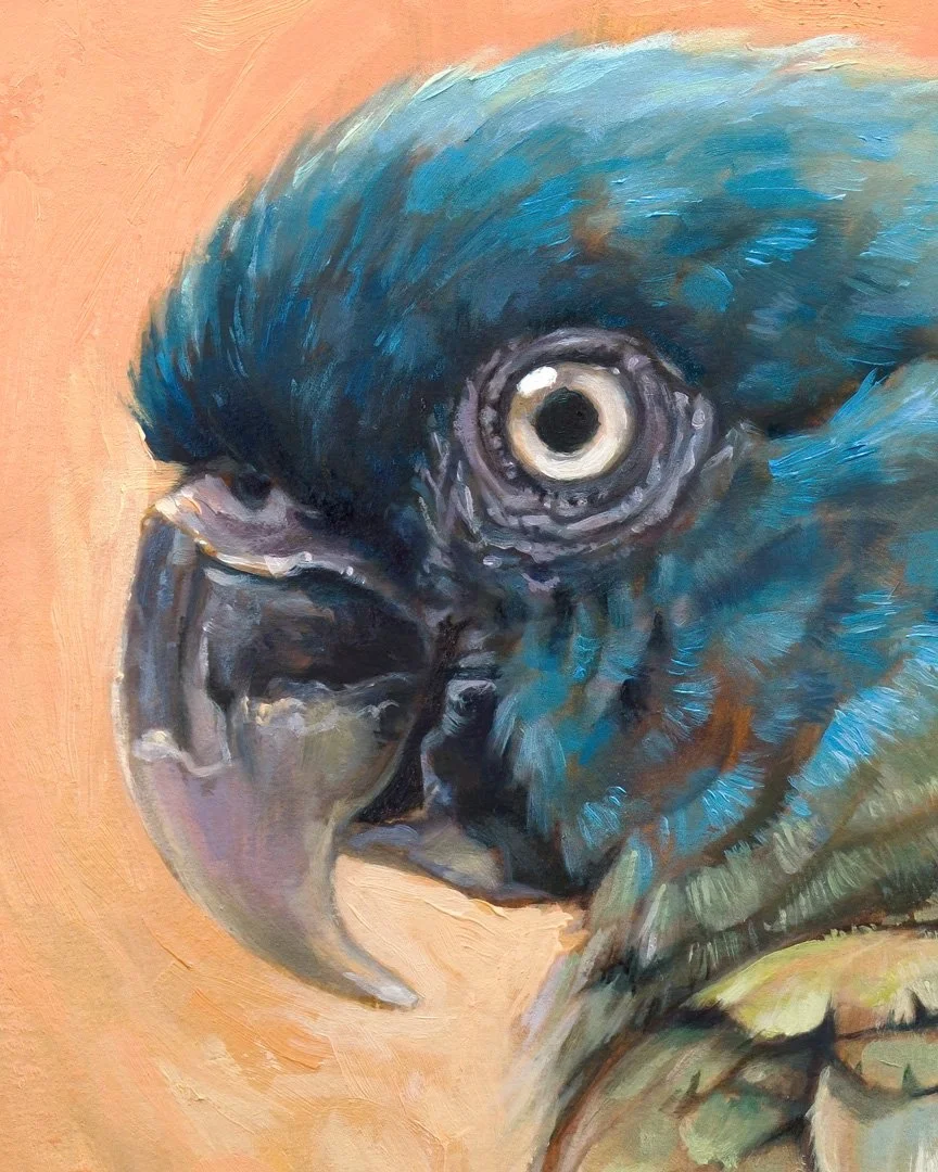 Blue_headed_macaw_1K_detail_01.jpg