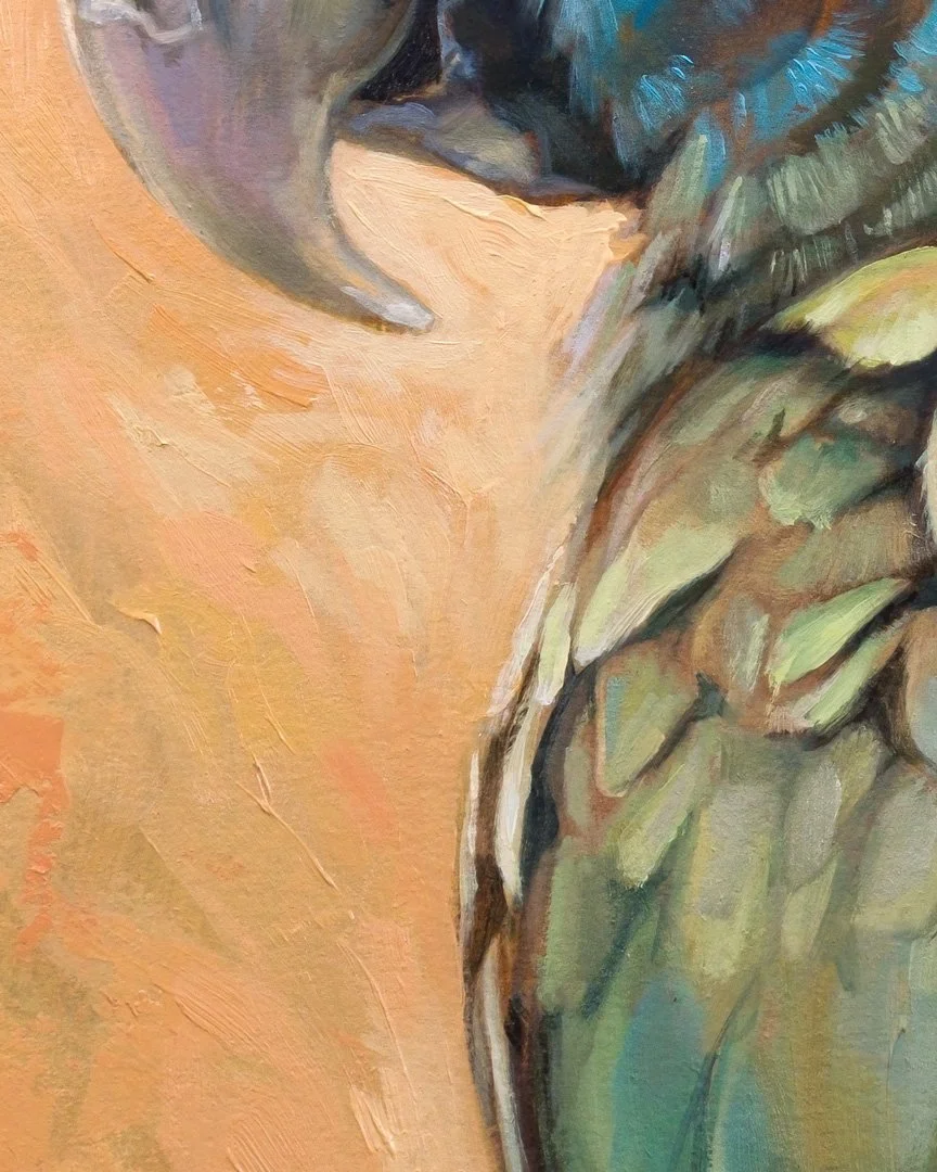 Blue_headed_macaw_1K_detail_03.jpg