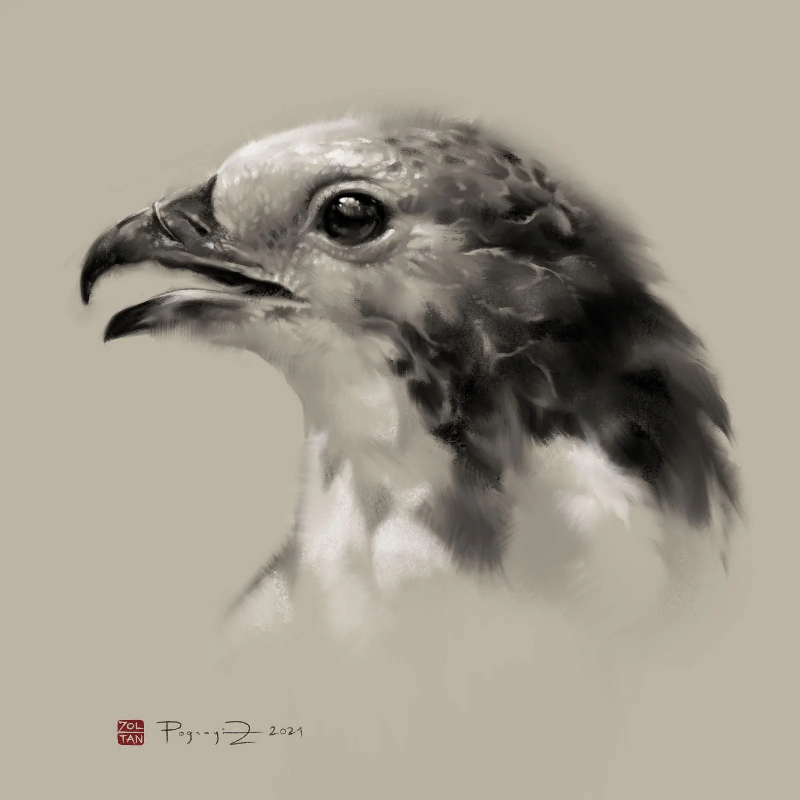 Oriental-honey-buzzard-2K.jpg