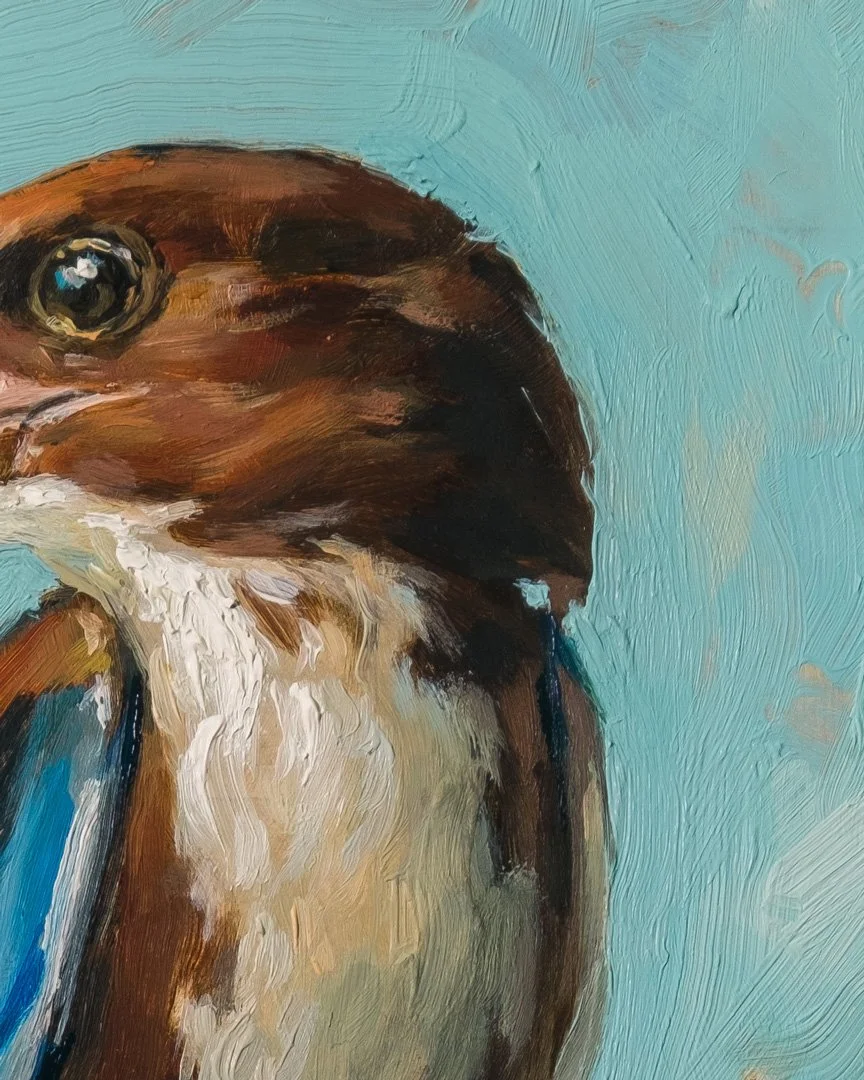 White-throated-kingfisher-1K_detail_02.jpg