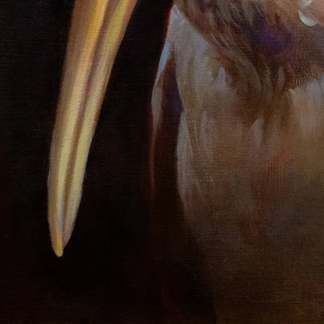 Painted_stork_detail_03.jpg