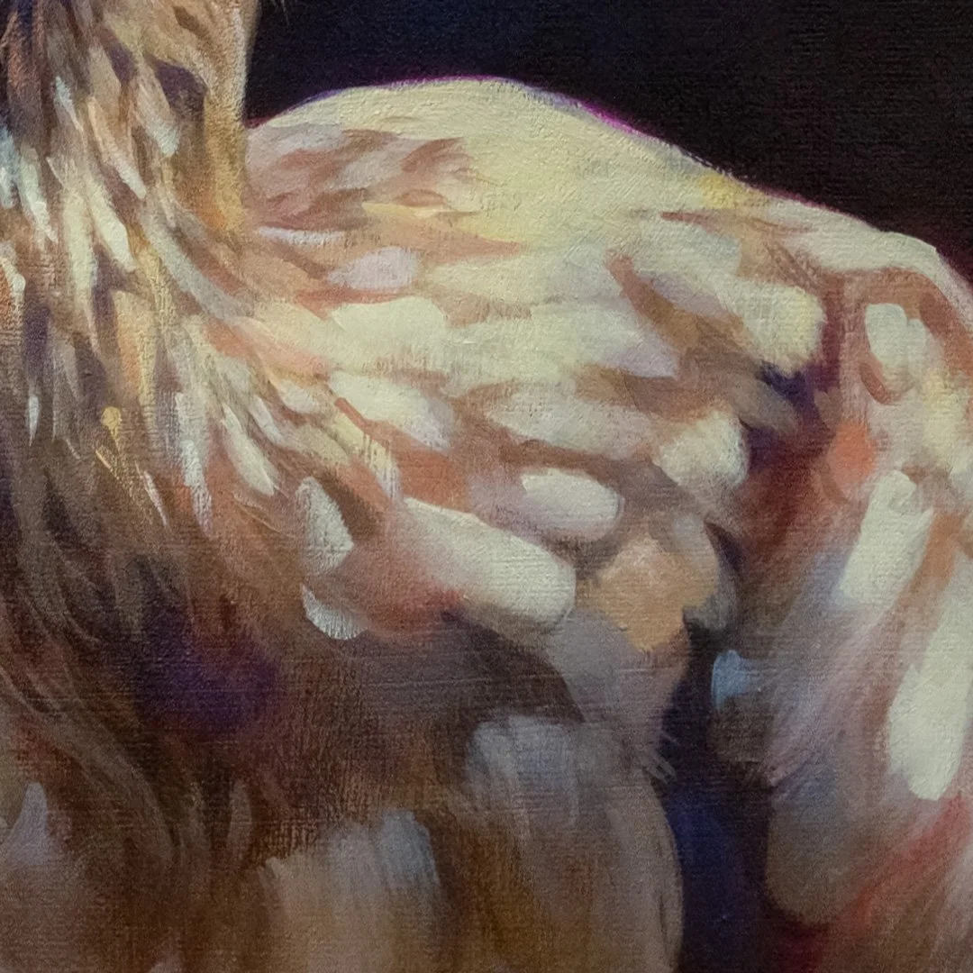 Painted_stork_detail_03B.jpg