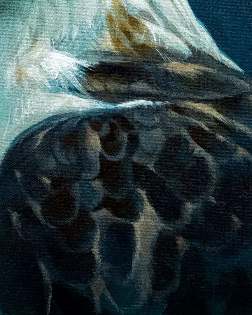 Philippine_eagle_02_02_detail_02.jpg