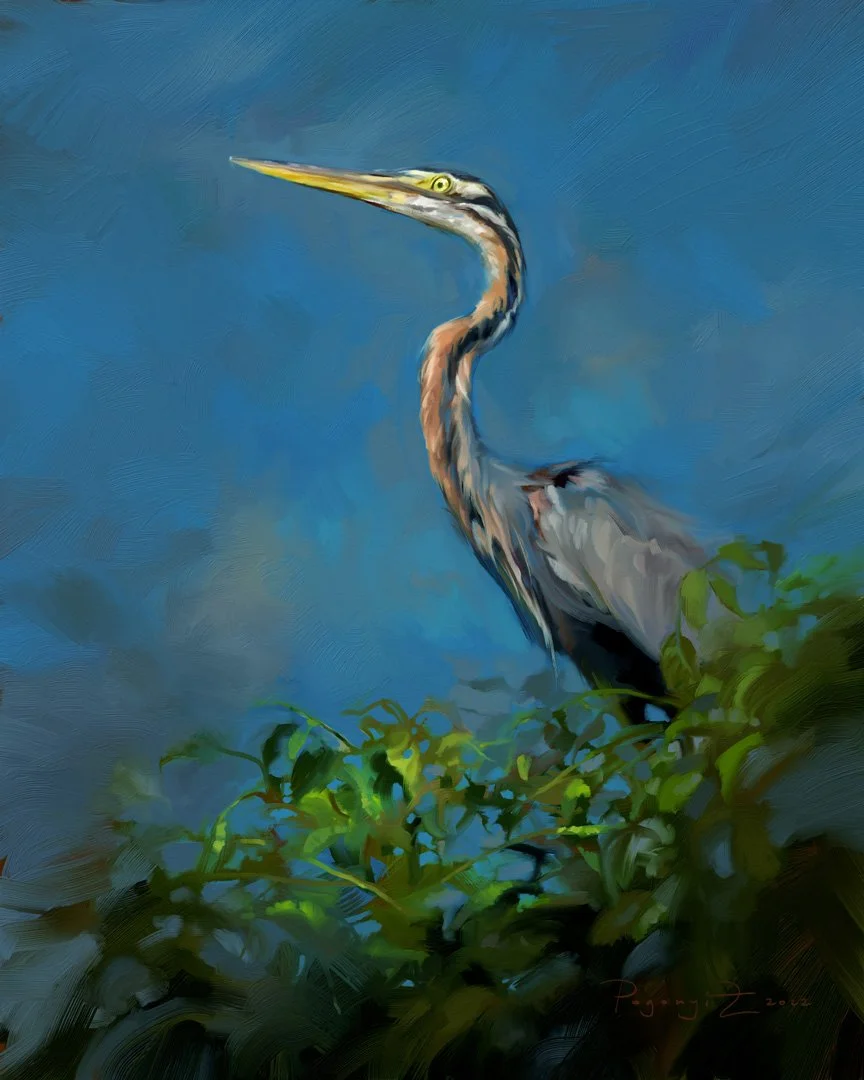 Purple-heron-2-1K.jpg