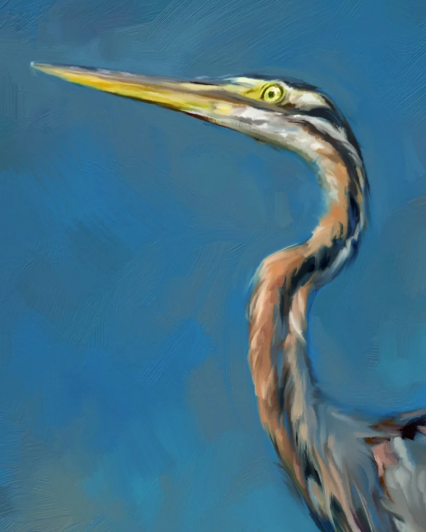 Purple-heron-2-1K-detail_03.jpg