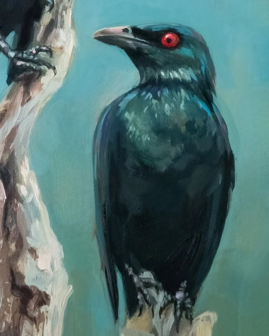 Philippine_glossy_starling_2_1K_detail_02.jpg