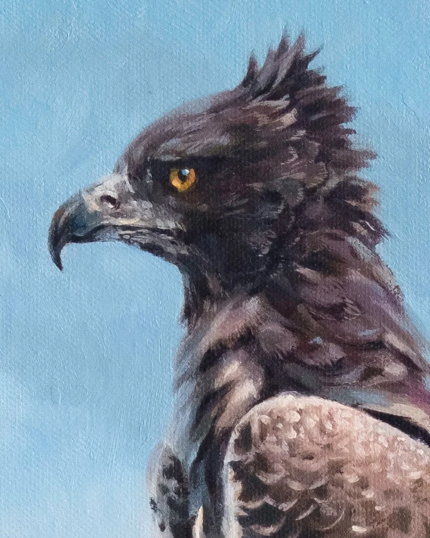 Martial-eagle-detail_01.jpg