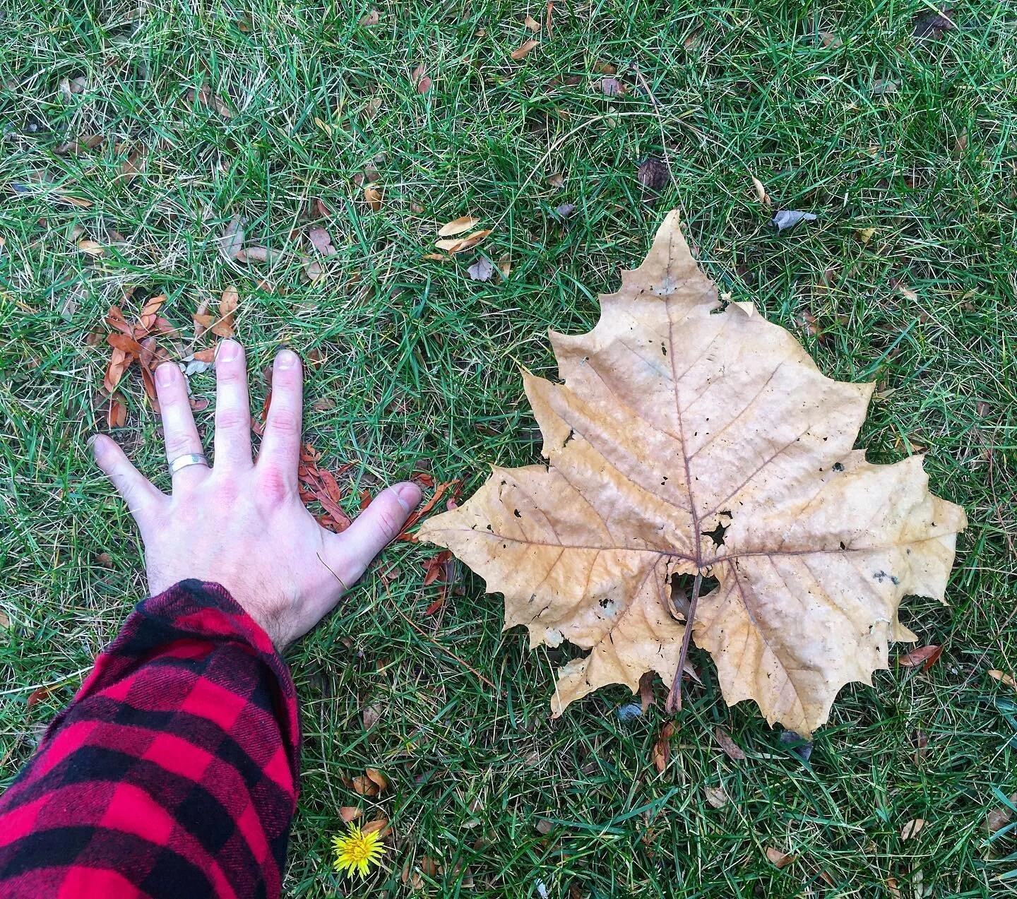 Look at the size of this!
🍁
Real busy right now figuring out how to prepare my house for winter - something I haven&rsquo;t really ever had to do yet in my life (since I just became a homeowner).
🍁
Feel like I&rsquo;ve been super busy lately - supp