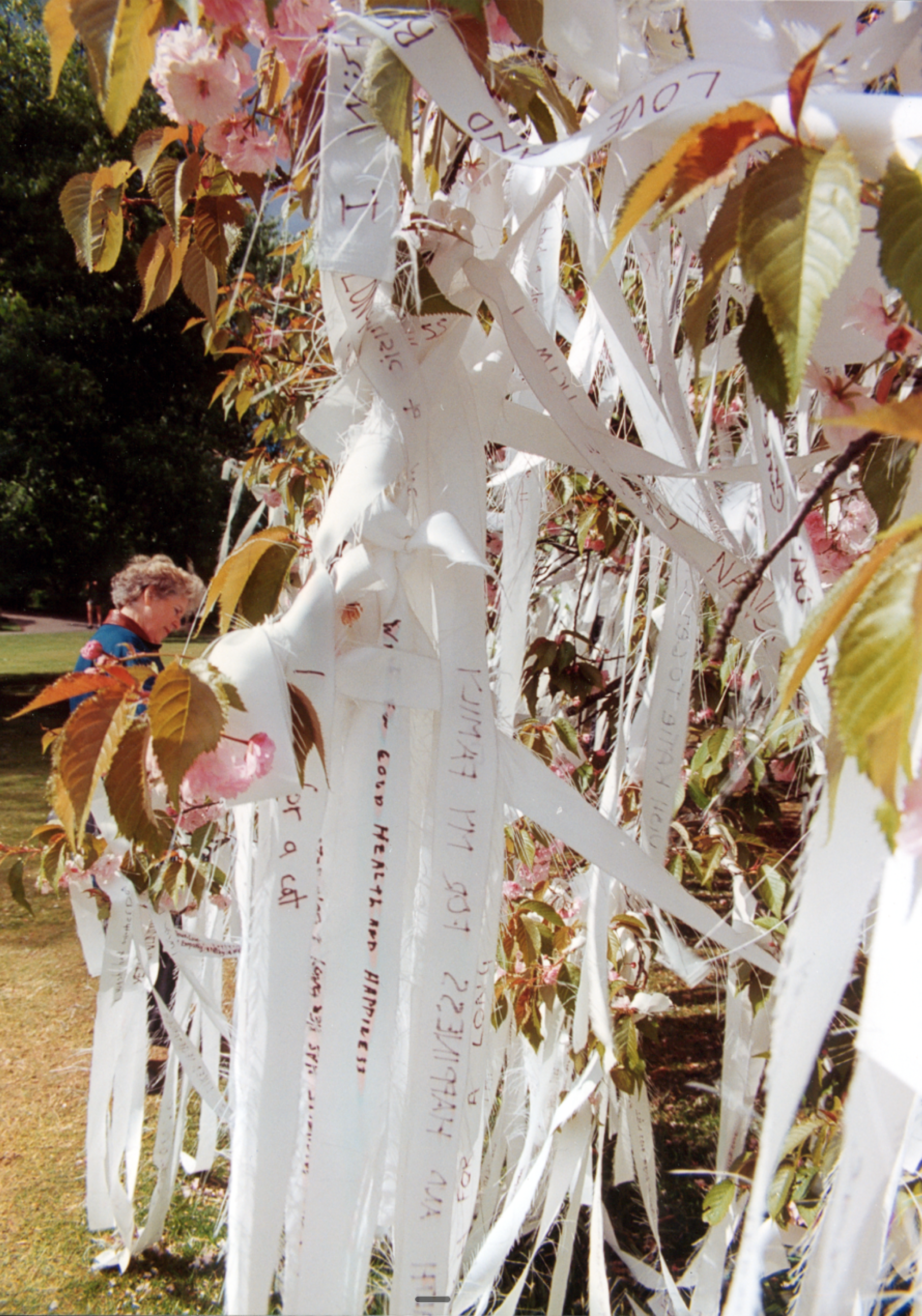 Long strips of white fabric with handwritten wishes hanging from blossoming cherry trees, with a woman among them reading.