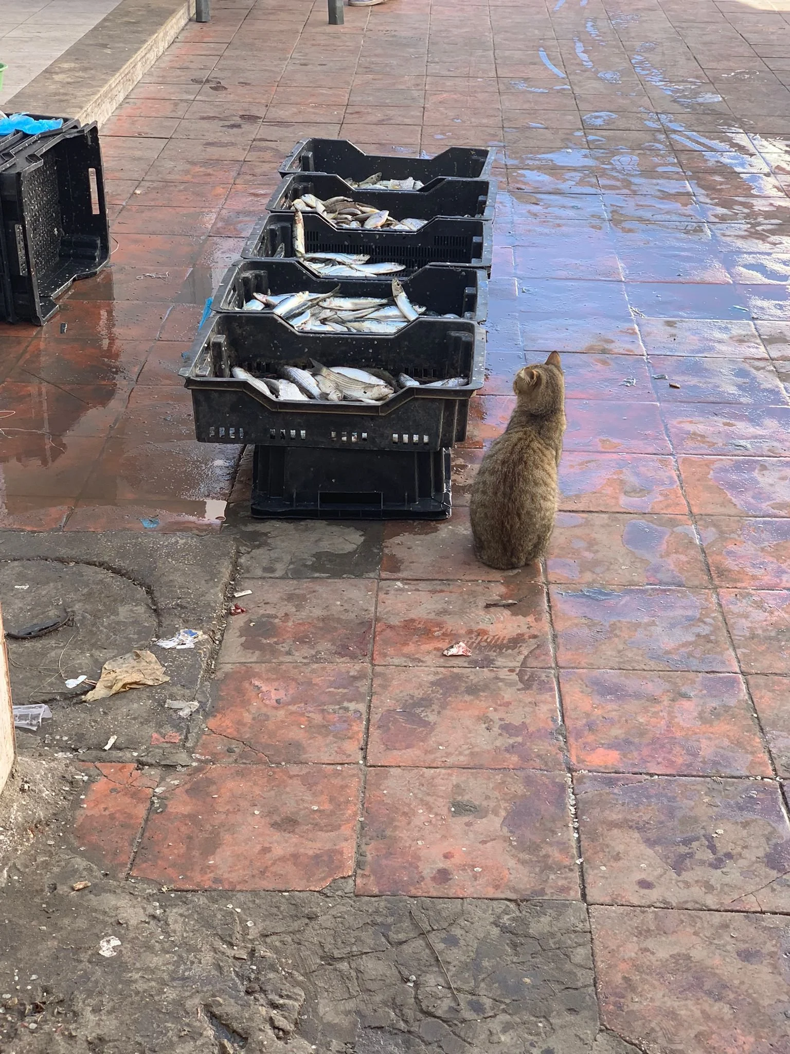לכל אדם יש ג׳רבה בליבו. לפעמים היא מופיעה רק בשם אחר.