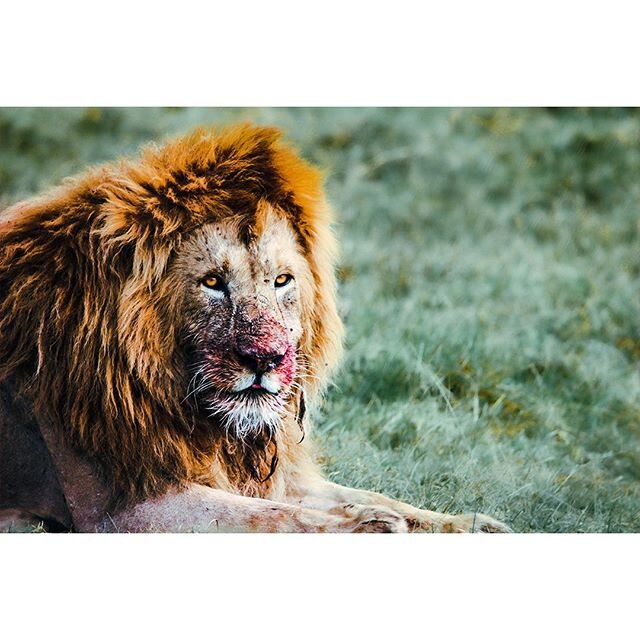 2018 | Ngorongoro Conservation Area, Tanzania
⠀
Everyone wants to eat but few are willing to hunt.

#tanzania #ngorongoro #ngorongoroconservationarea #lion #eating #survival #canon #travelphotography #natgeo #natgeoyourshot #wildlifephotography #wild