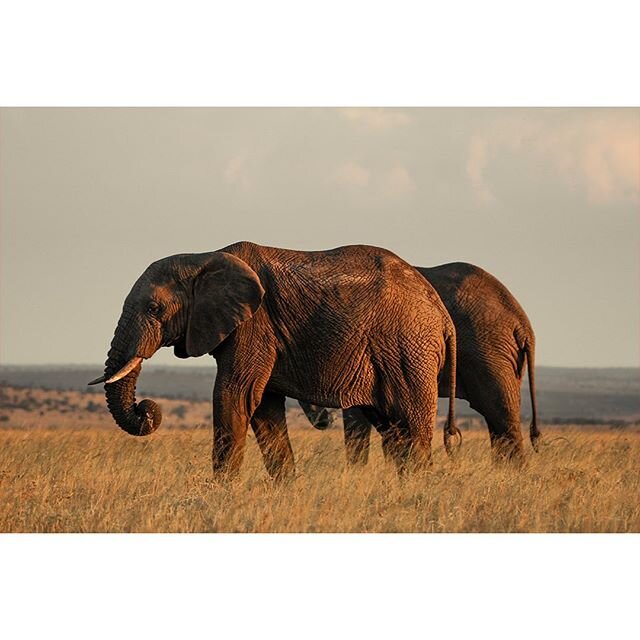 2018 | Serengeti National Park, Tanzania
⠀
Elephants have a highly developed brain and the largest of all the land mammals. Their brain is 3 or 4 times larger than that of humans although smaller as a proportion of body weight. Elephants are extremel