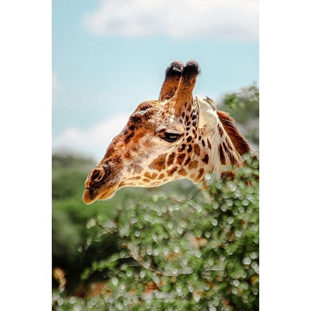 2018 | Tarangire National Park
⠀⠀
The giraffe (Giraffa) is an African artiodactyl mammal, the tallest living terrestrial animal and the largest ruminant. It is traditionally considered to be one species, Giraffa camelopardalis, with nine subspecies. 