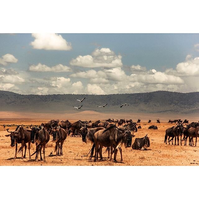 2018 | Ngorongoro Conservation Area, Tanzania
⠀
Blue wildebeest have both migratory and sedentary populations. In the Ngorongoro, most animals are sedentary and males maintain a network of territories throughout the year, though breeding is seasonal 