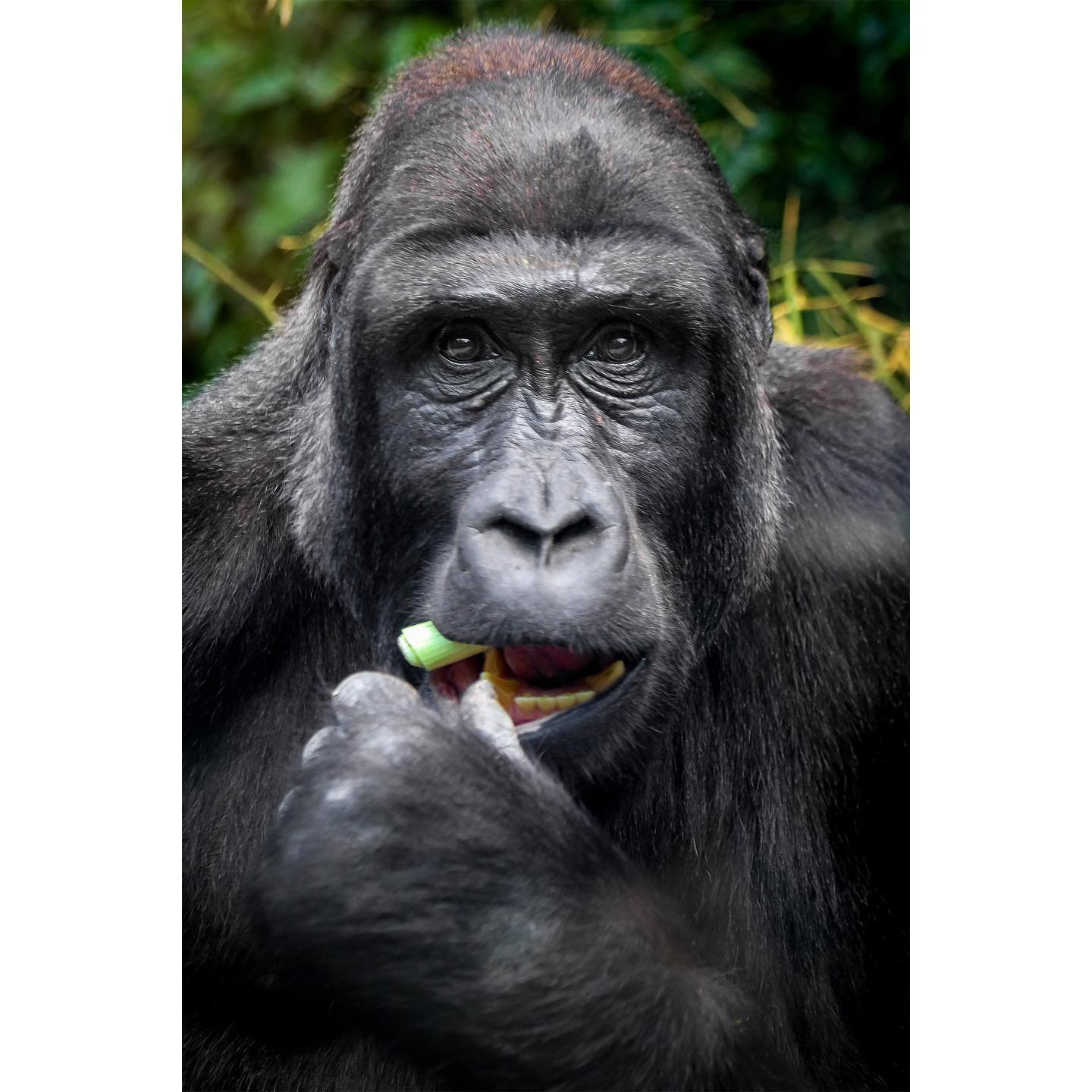 Peering into the eyes of our fascinating genetic cousins 🐒

In this mesmerizing encounter, I couldn't help but feel a deep connection with this incredible creature. Nature's reminder that despite our differences, we are all part of the same incredib
