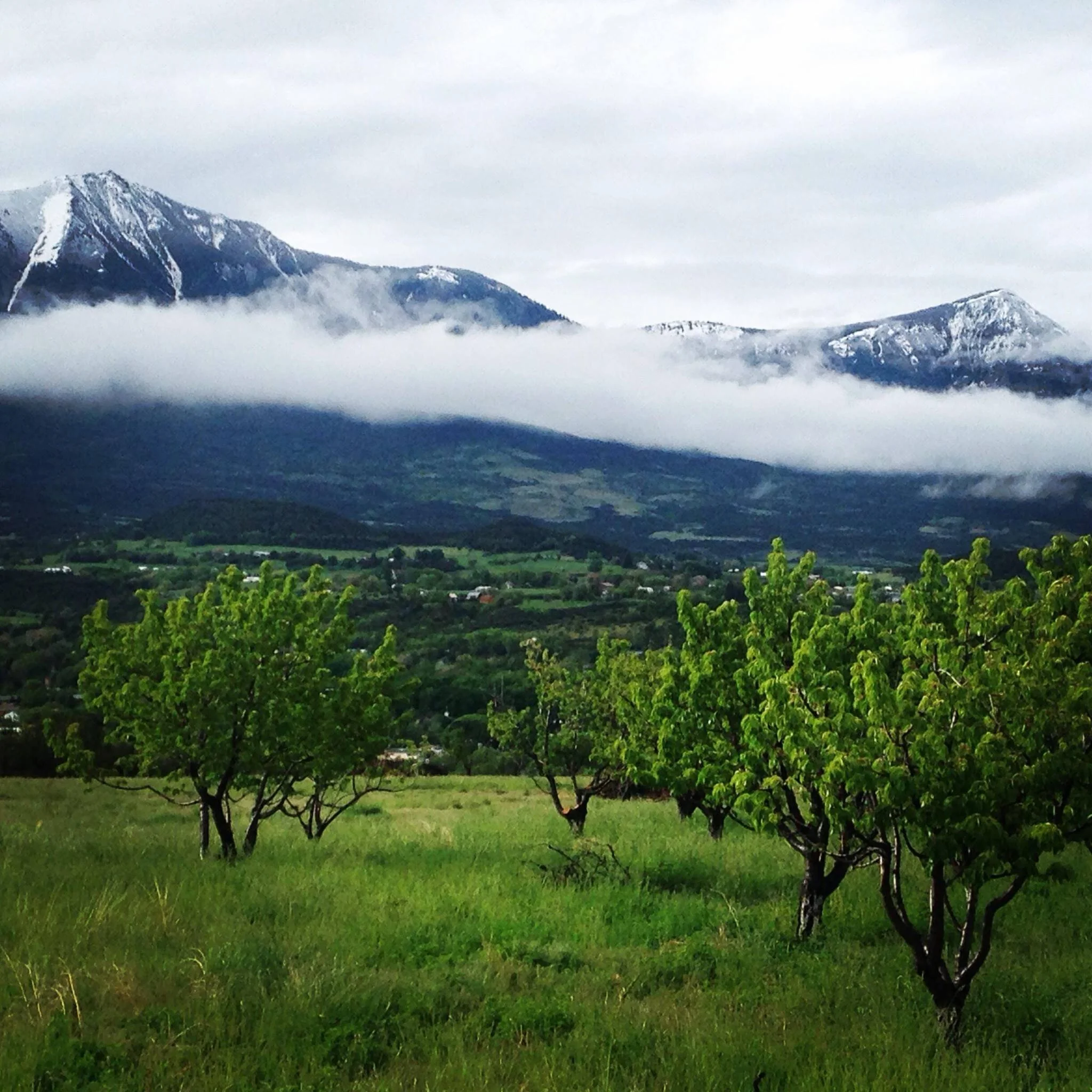 Orchard in spring.jpg