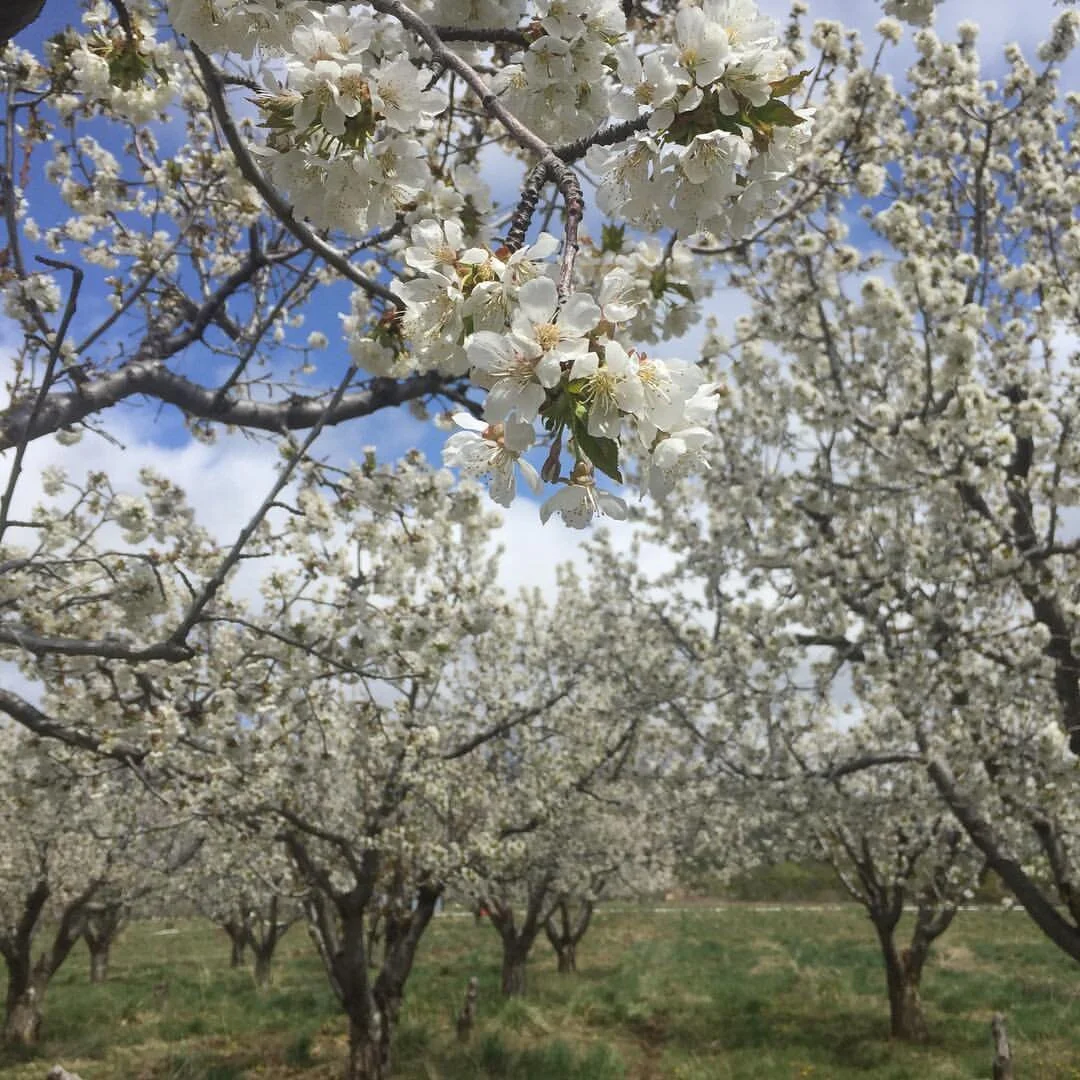 Spring 2016 Paonia.jpg