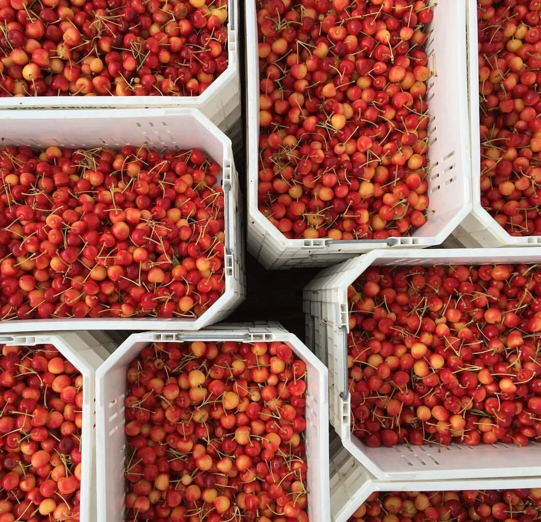 2016 Paonia Cherry Harvest.jpg