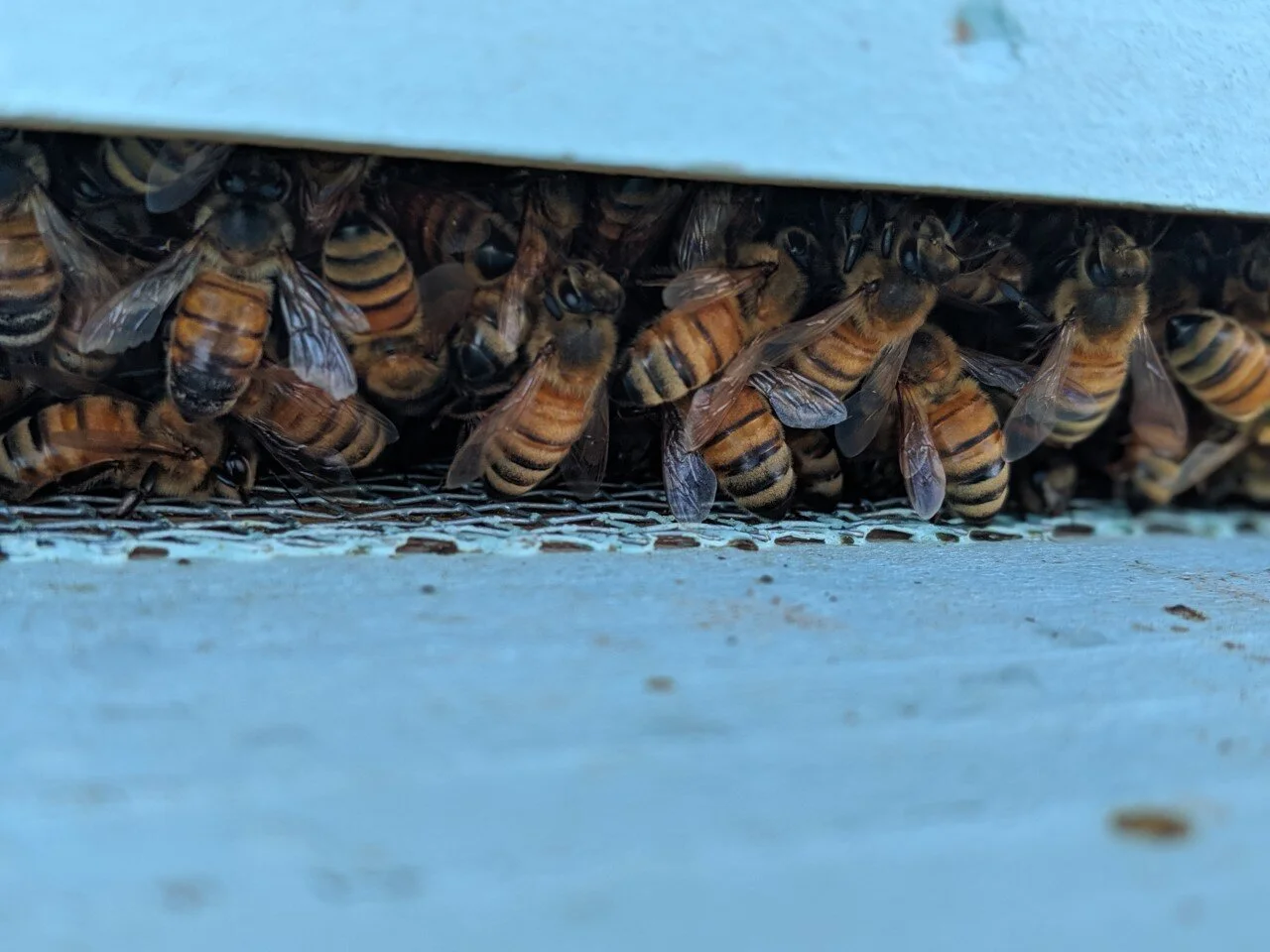 Honey bees.jpg