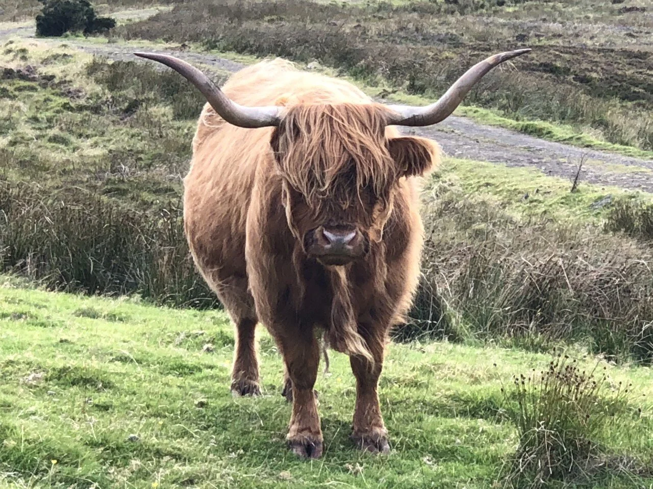 scottland-cow.jpg