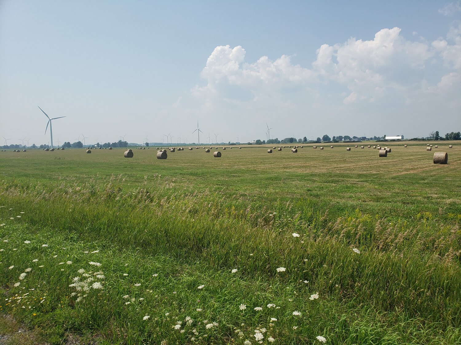 Photo taken by Jeff McGilton whilst biking along Wolfe Island. Alt text: Clouds hang over a large expanse of green fields, peppered with round hay bales, tall windmills and various grasses.