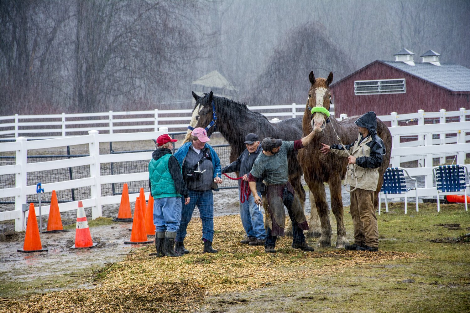 CT Draft Horse Rescue